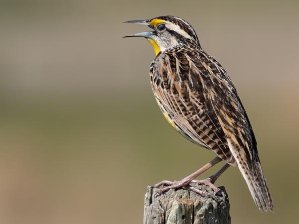 Eastern meadowlark (Sturnella magna)